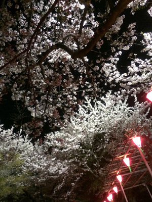 桜