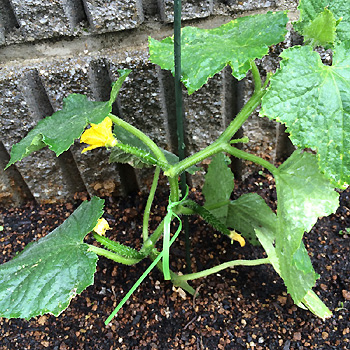 きゅうり きゅうり