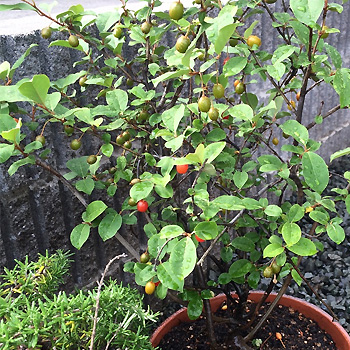 グミの木 グミの木