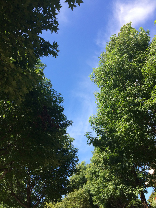 IMG_3732 木漏れ日