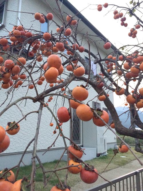 IMG_4394 柿