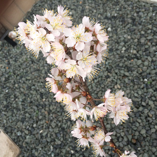 桜 桜