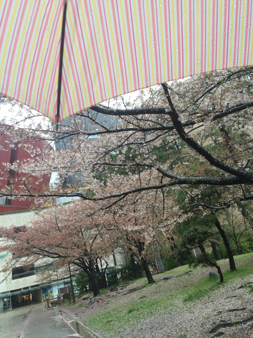 桜