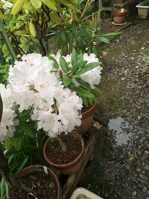 シャクナゲの花 シャクナゲの花