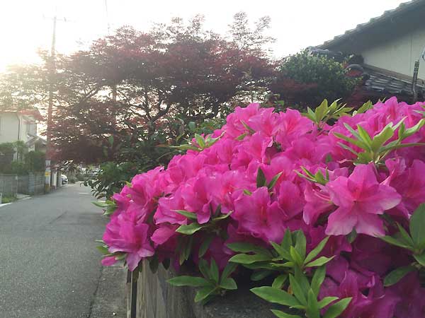 ツツジの花 ツツジの花