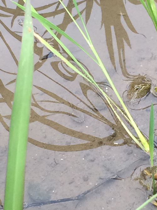 おたまじゃくし おたまじゃくし