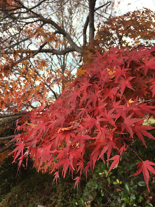 紅葉
