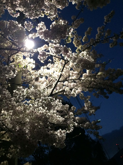 夜桜