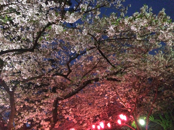 満開の夜桜