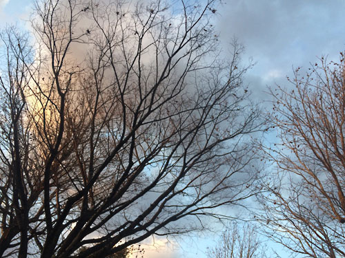 冬の公園 冬の公園