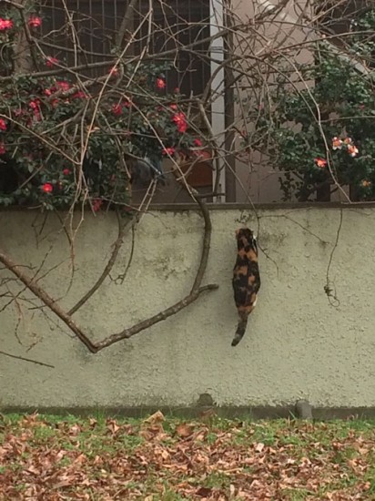 公園の猫 公園の猫