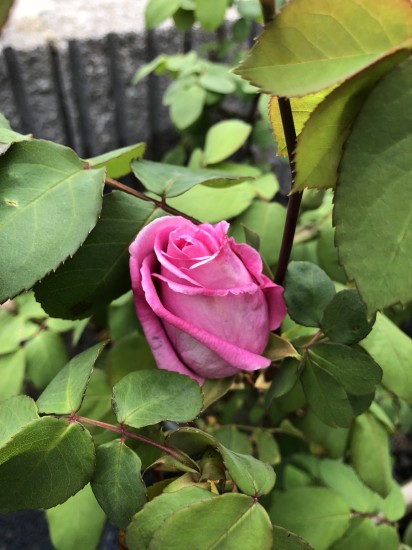 バラの花 バラの花