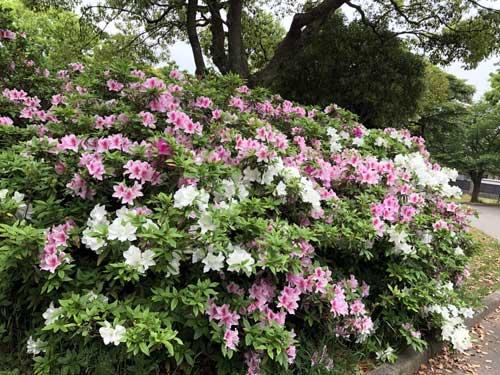 ツツジ ツツジ