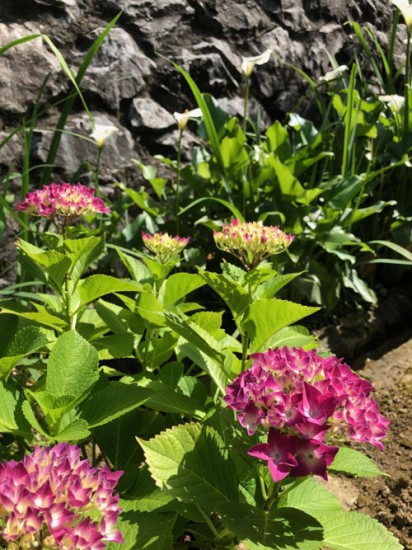 あじさい あじさい