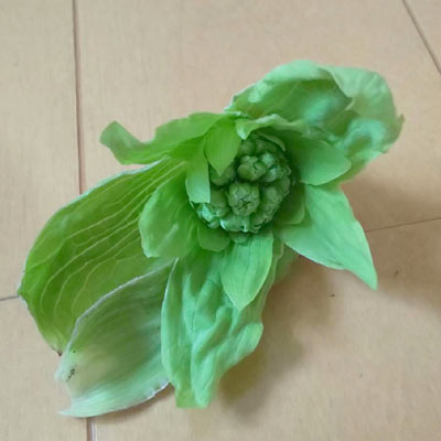 ふきのとう ふきのとう