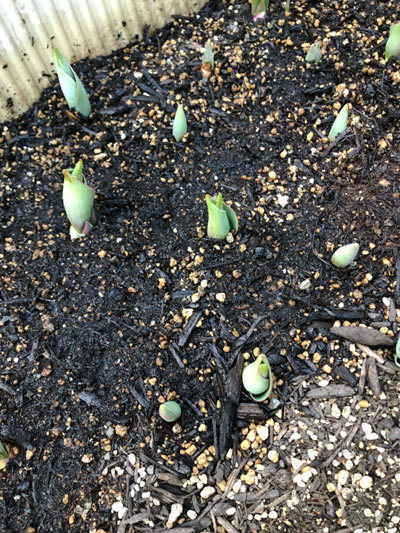 チューリップの芽 チューリップの芽