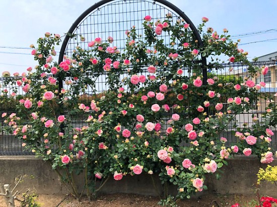 バラの花 バラの花