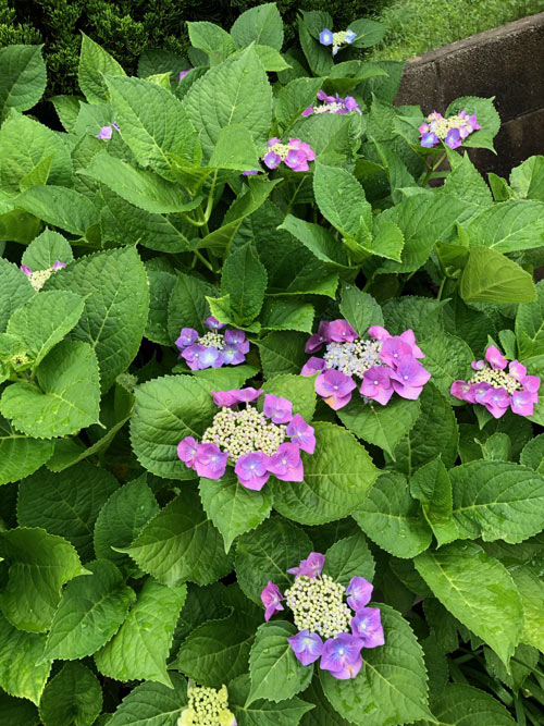 紫陽花の写真