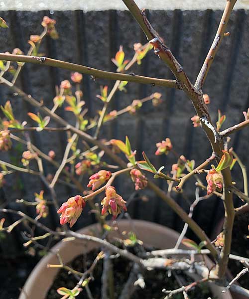 芽吹くブルーベリー