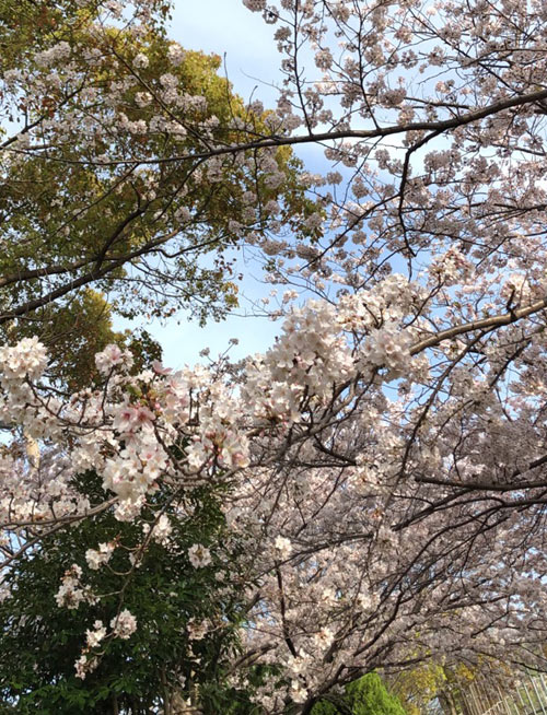 桜
