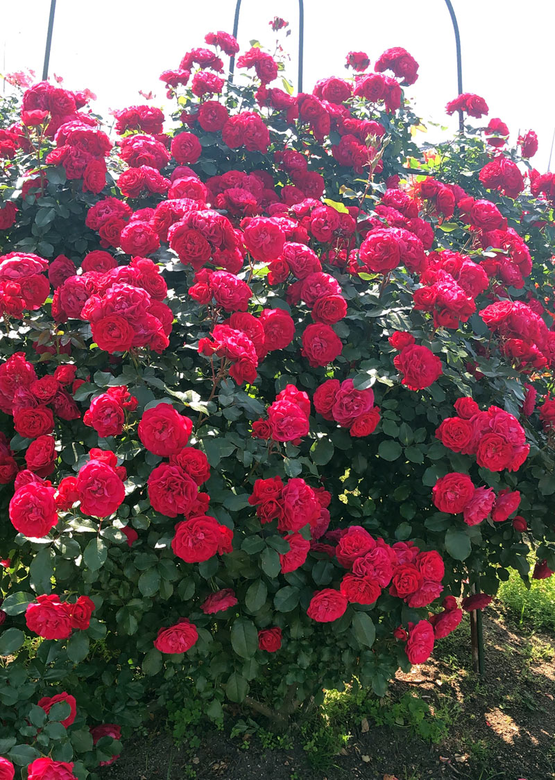 スーリール ドゥ モナ・リザ