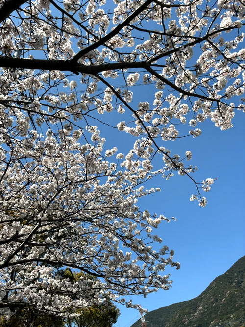 桜