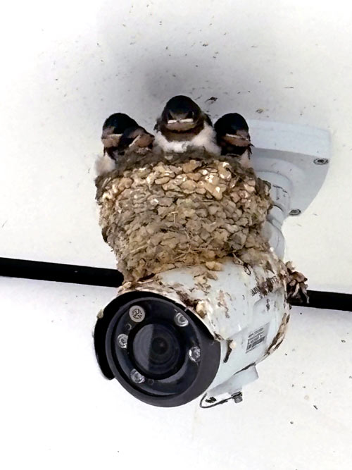 ツバメのひな2025