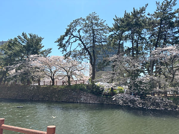 桜とお濠
