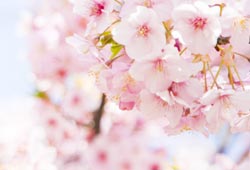公園の花のイメージ