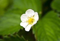 イチゴの花