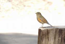 可愛い鳥のイメージ